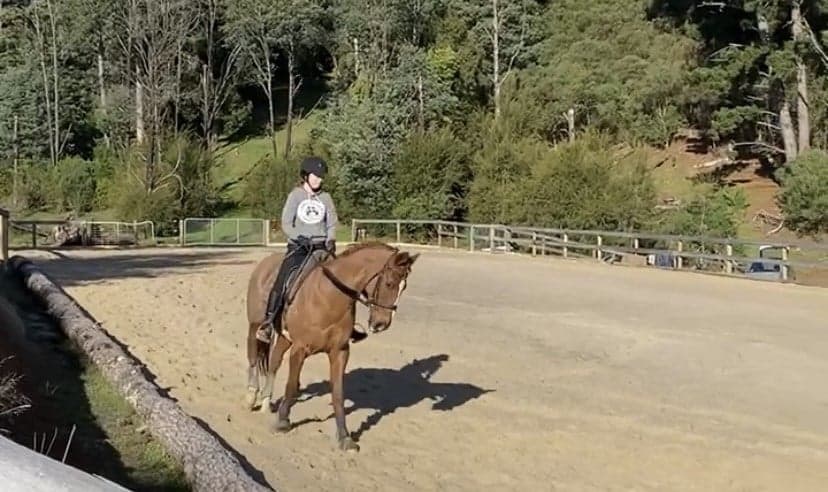 Photo of Nature's Revival Horse Stays
