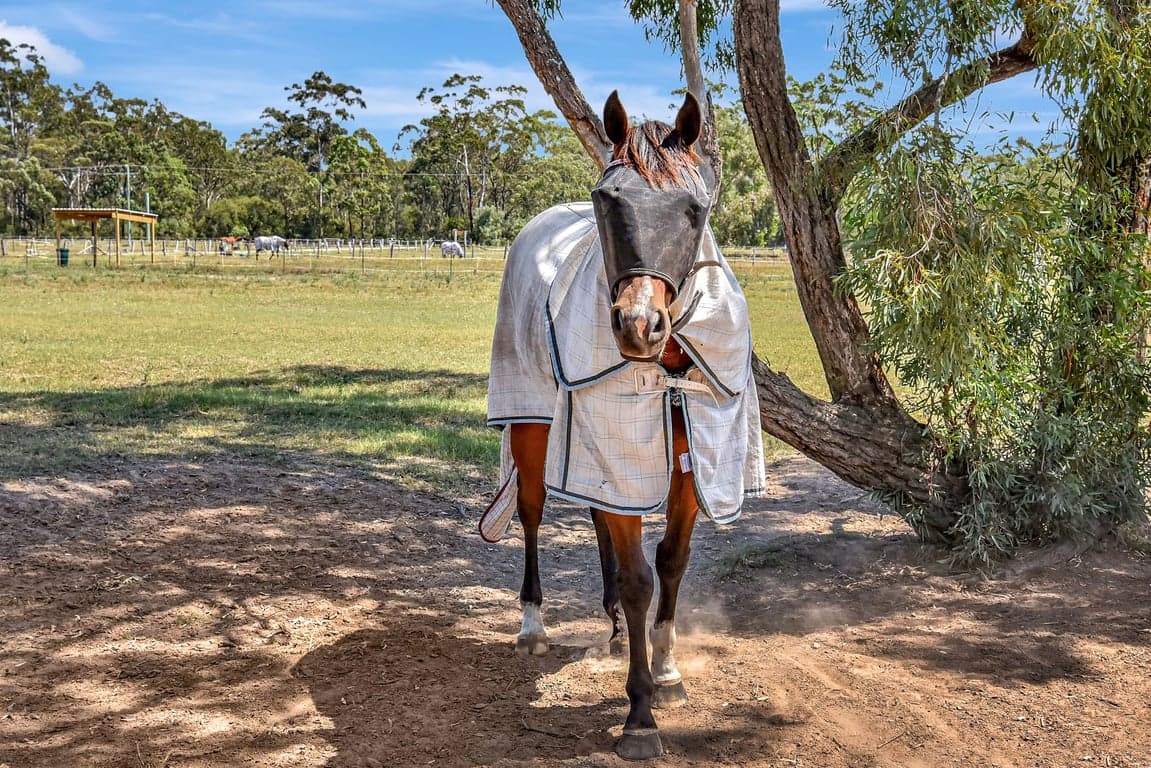 Thumbnail 10 of Overnight Horse Stays & Trail Riding in the Hunter Valle
