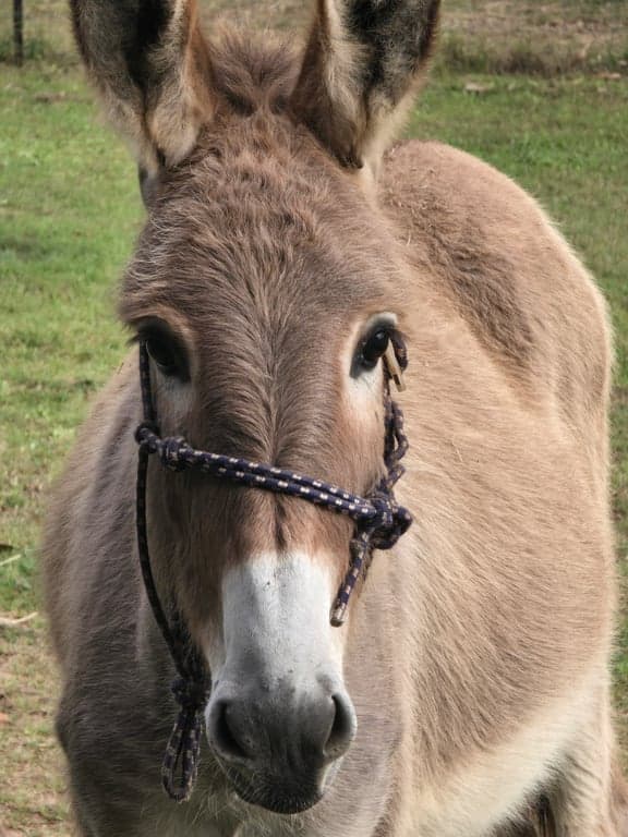 Host profile picture