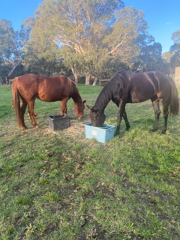 Horse Agistment at Horses Home among the gumtrees, 1310 Inman ValleyRoad   Inman Valley 5211, SA (photo 7)