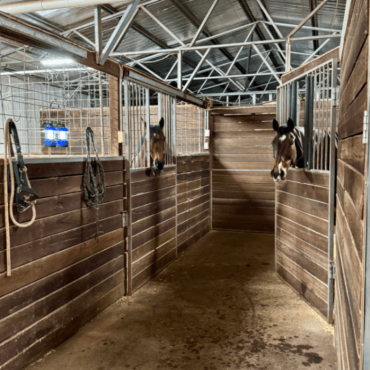 Photo of Horse agistment