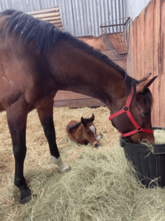 Thumbnail 2 of PIKES RANCH Quality horse agistment on the Mornington peninsula