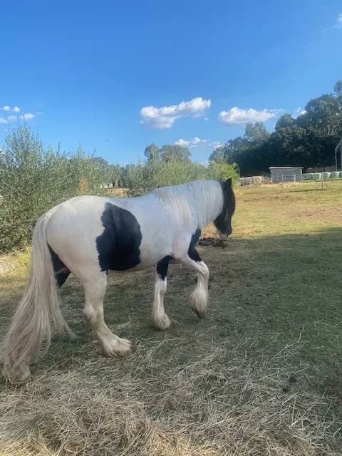 Thumbnail 5 of Lilliput Park Equestrian Centre
