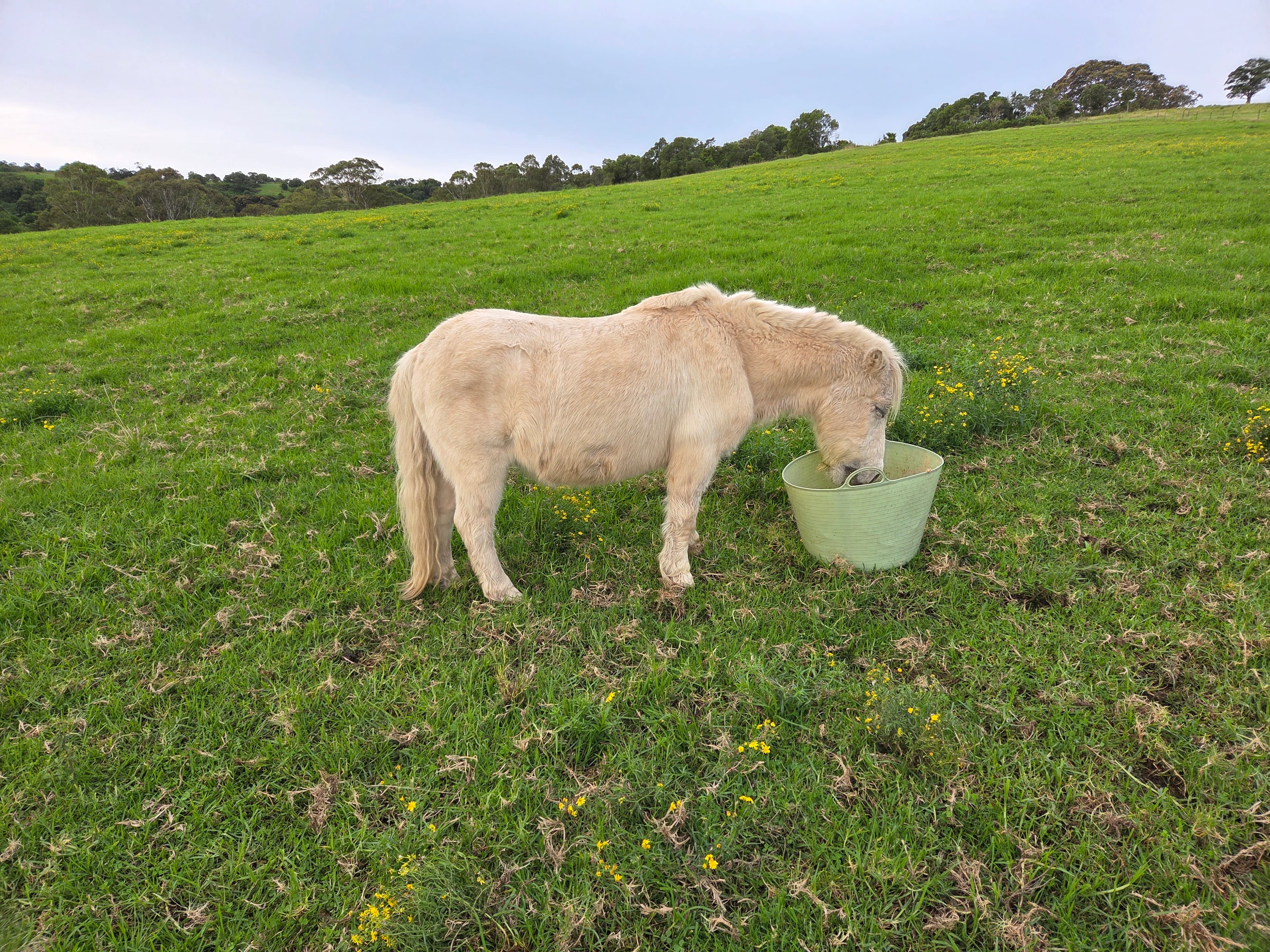 Photo of Croome horse agistment Large shared