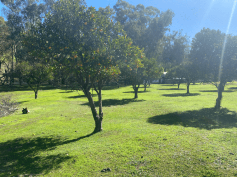 Photo of Mambray Park