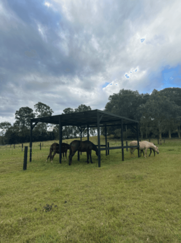 Thumbnail 6 of The Brumby Project