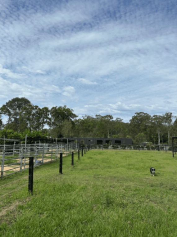 Thumbnail 2 of The Brumby Project