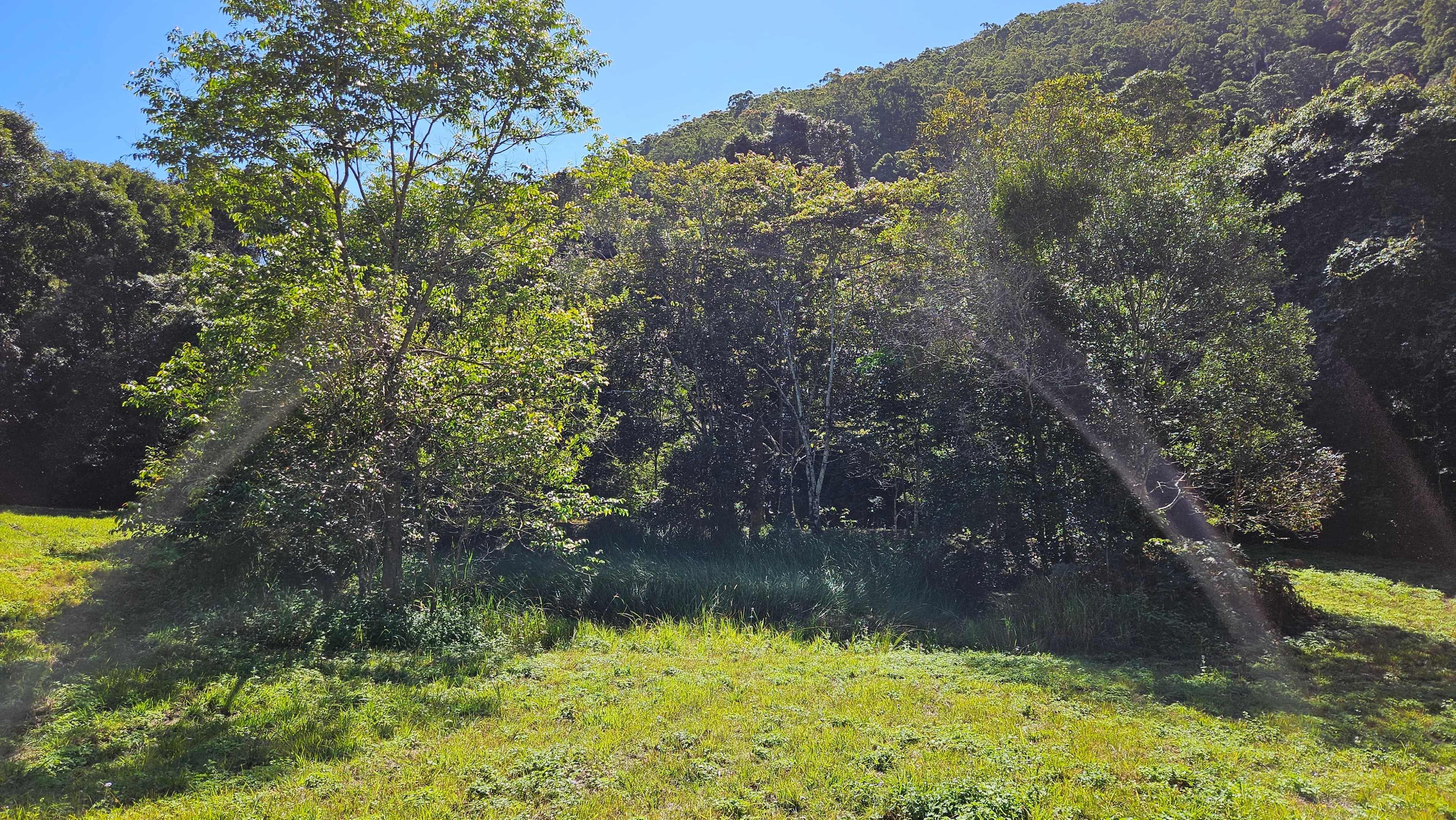 Thumbnail 5 of Short-Term Horse Agistment Ninderry, Sunshine Coast $60/week for paddock