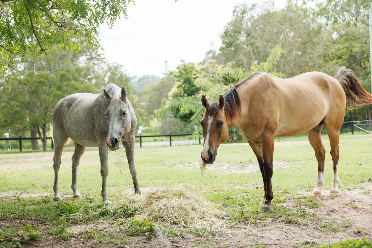 Photo of Copperfields Stables and Agistment