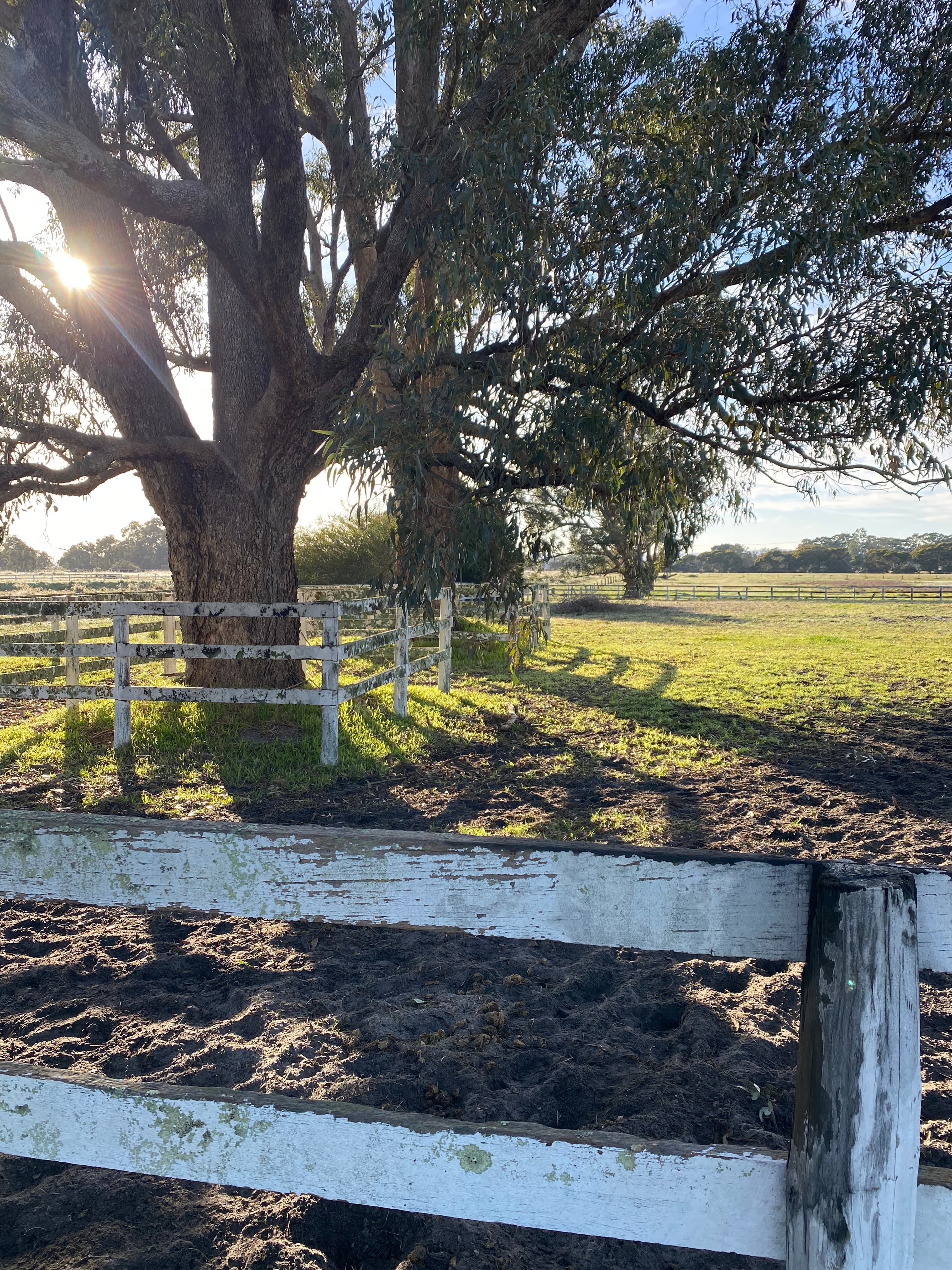 Photo of Taworri Downs