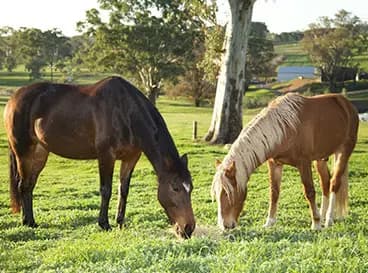 Thumbnail 3 of Banyula Park Horse Agistment