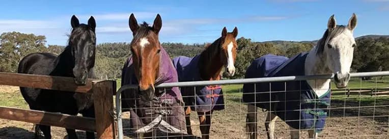 Photo of Banyula Park Horse Agistment