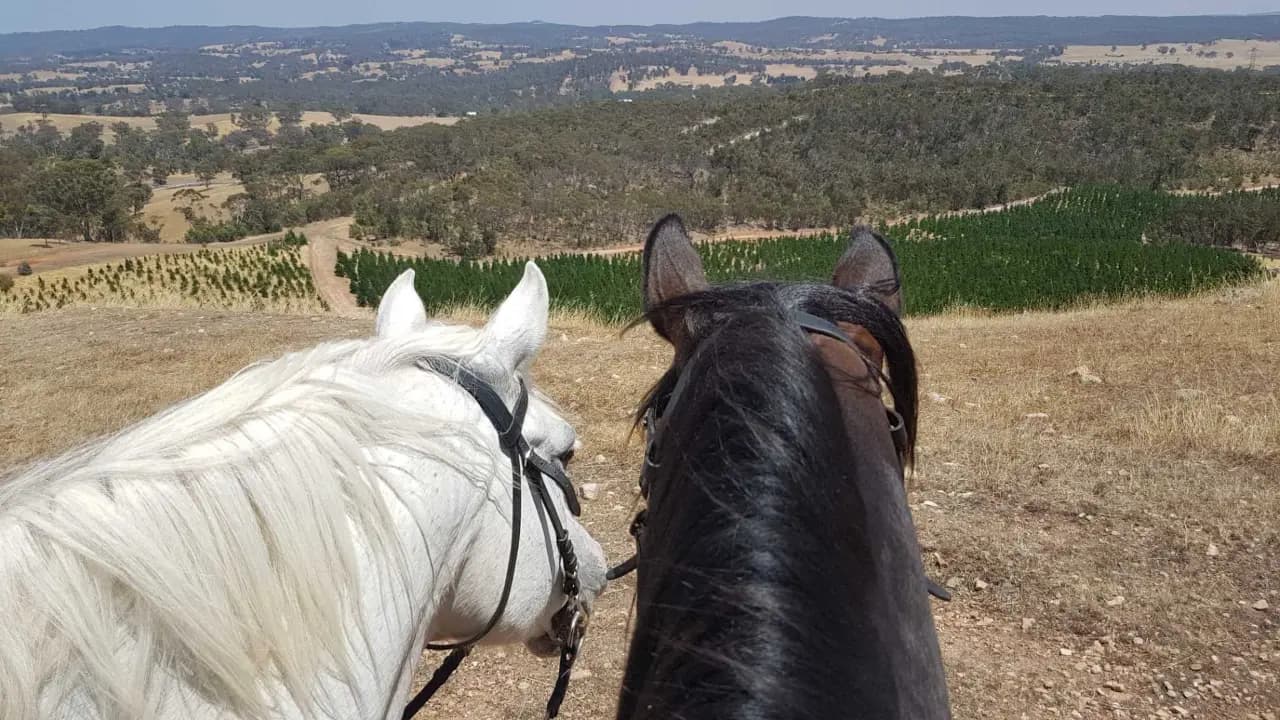 Thumbnail 4 of Banyula Park Horse Agistment