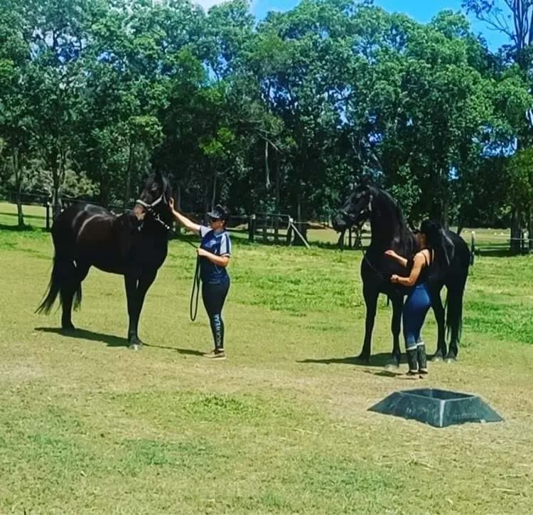 Thumbnail 5 of Wide Bay Equestrian Park...Short & Long term Agistment / Spelling