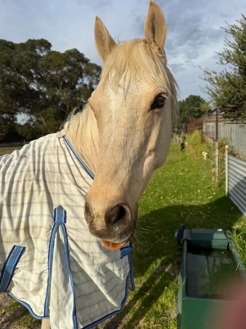 Thumbnail 2 of Happy Horse Holidays