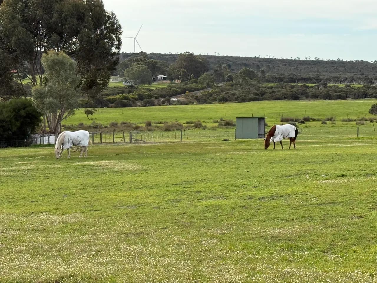 Photo of Happy Horse Holidays