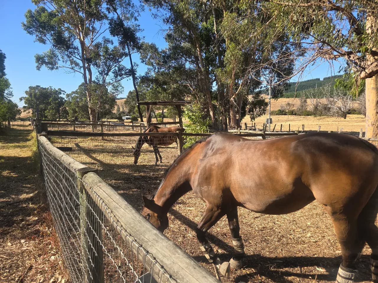 Photo of Nannup Horse Agistment