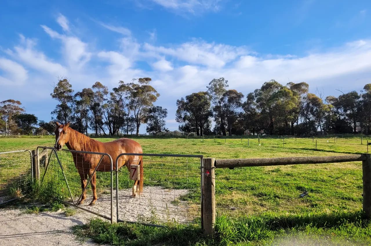 Photo of DIY HORSE AGISTMENT Tongala VIC