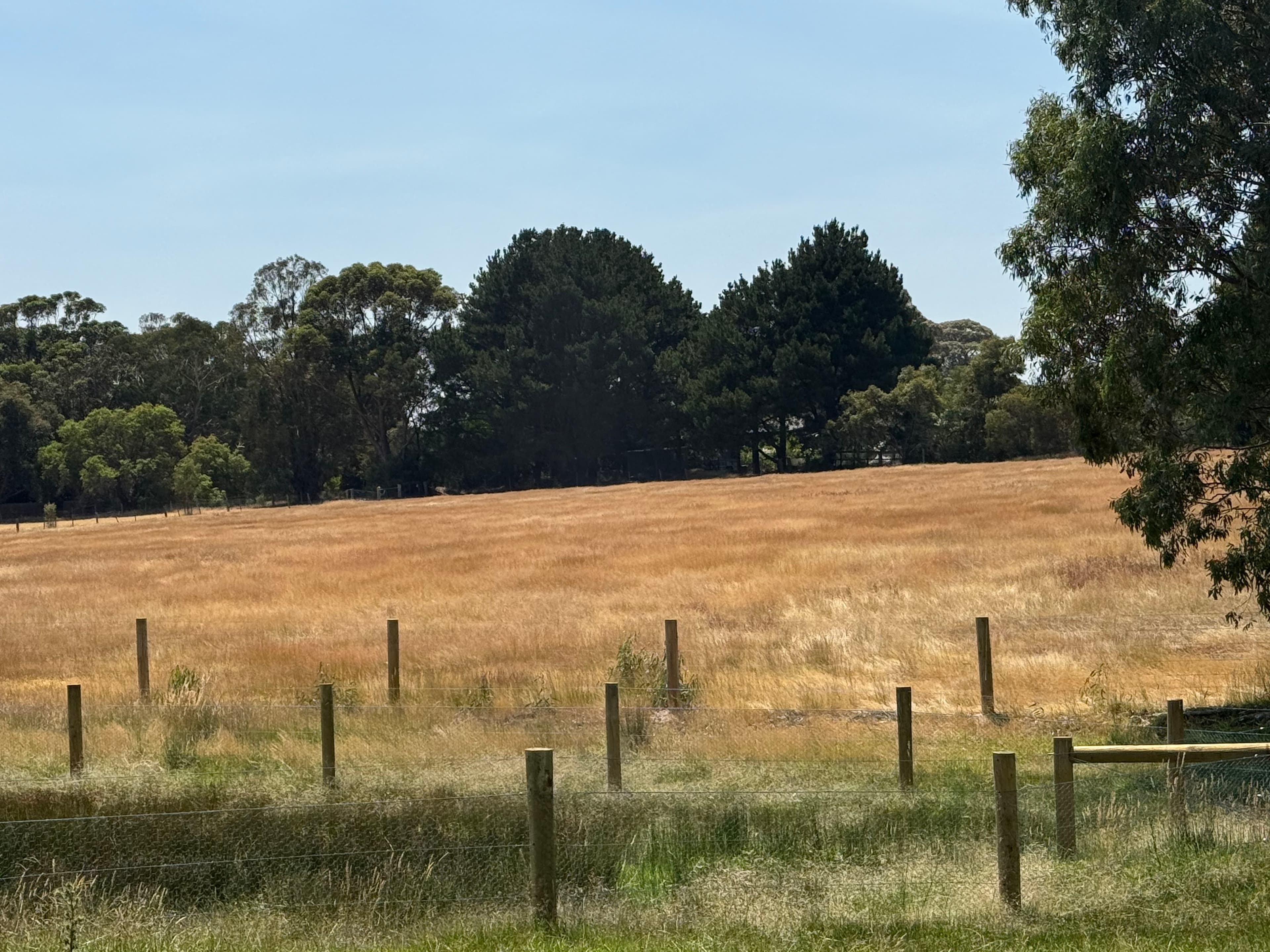 Photo of Emergency free agistment for horses affected by vic bushfires (Harcourt Ravenwood area)