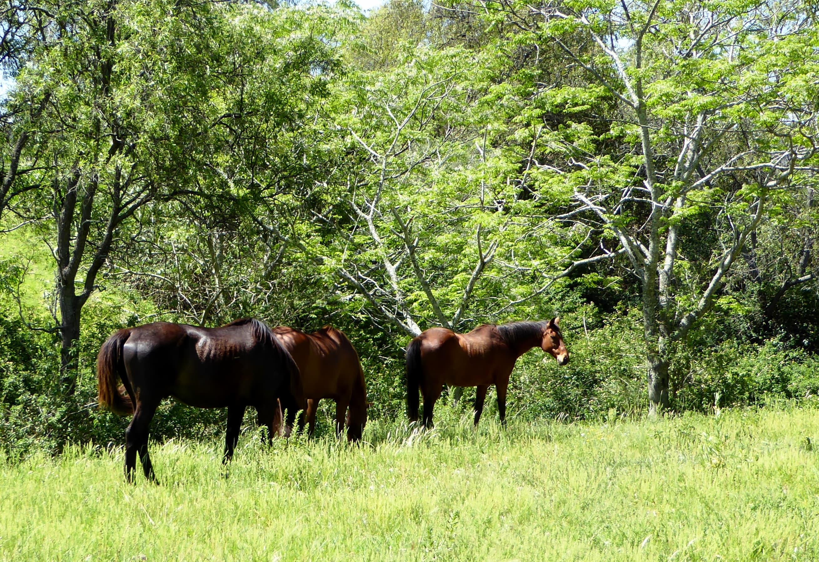 Thumbnail 2 of Split Rock Mountain Premier Horse Agistment