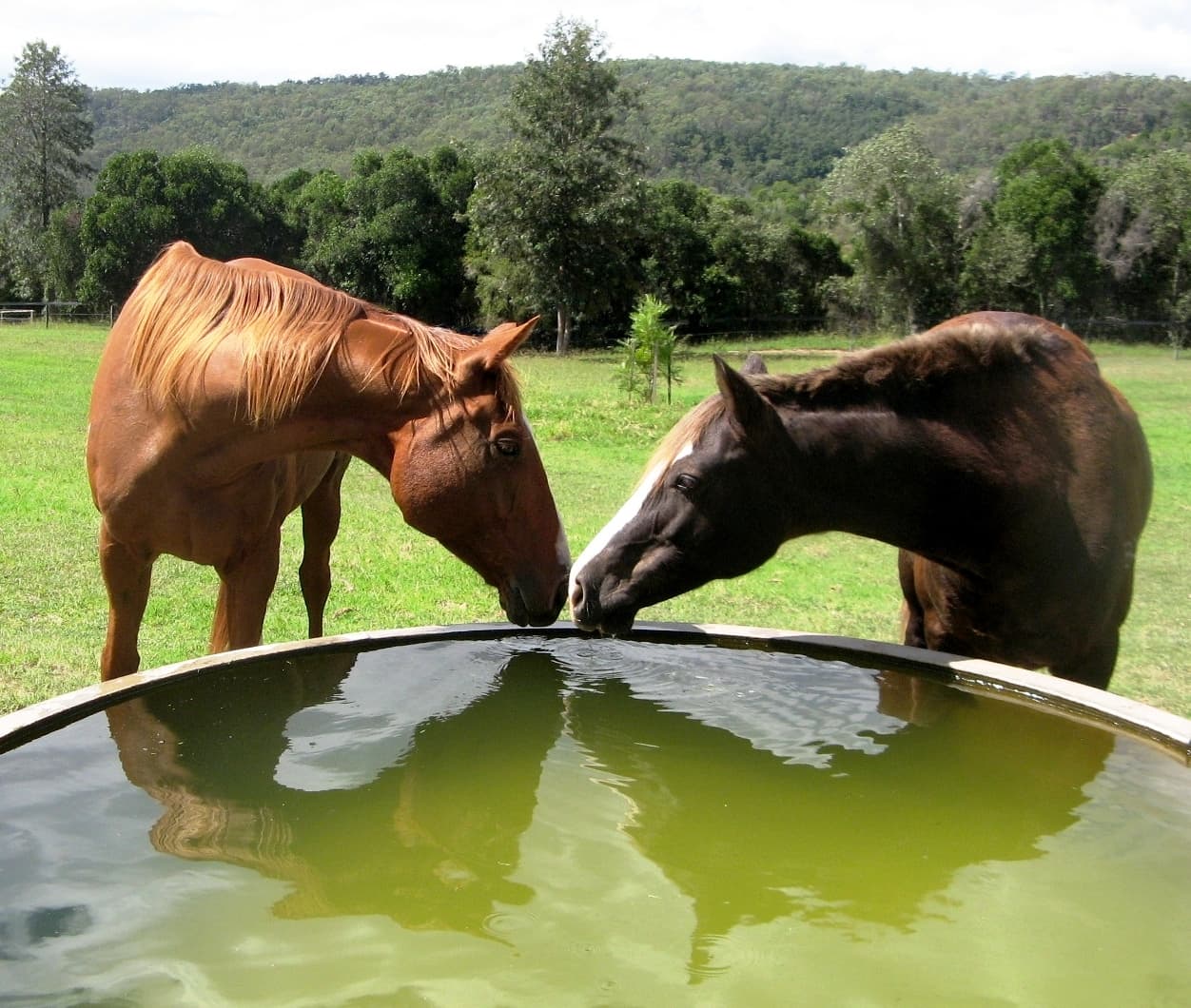 Thumbnail 3 of Split Rock Mountain Premier Horse Agistment