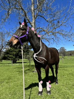 Thumbnail 3 of Ivanhoe Estate Horse Agistment