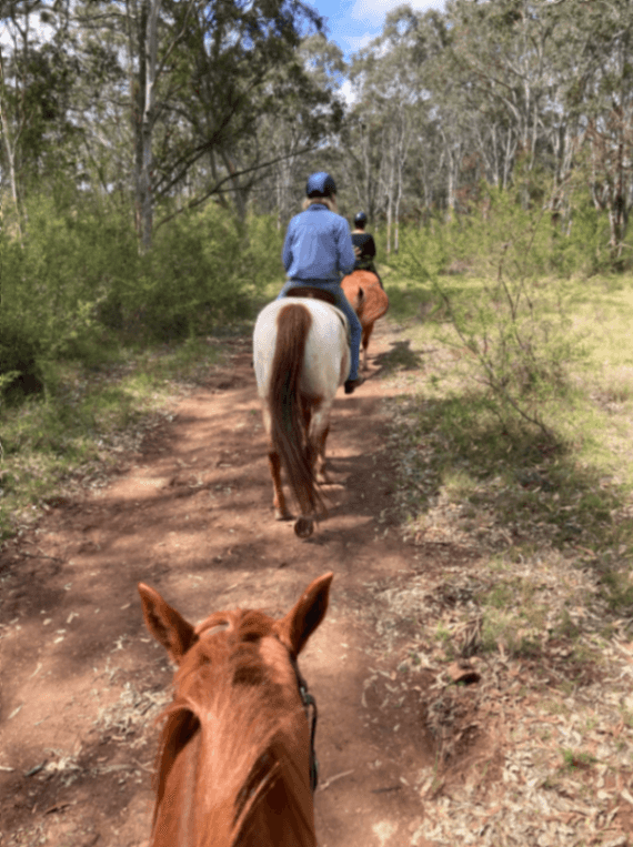 Thumbnail 6 of Mt Britian Horse Agistment