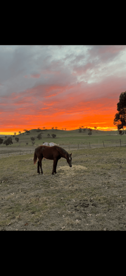 Photo of Stanley Vale Horse Agistment