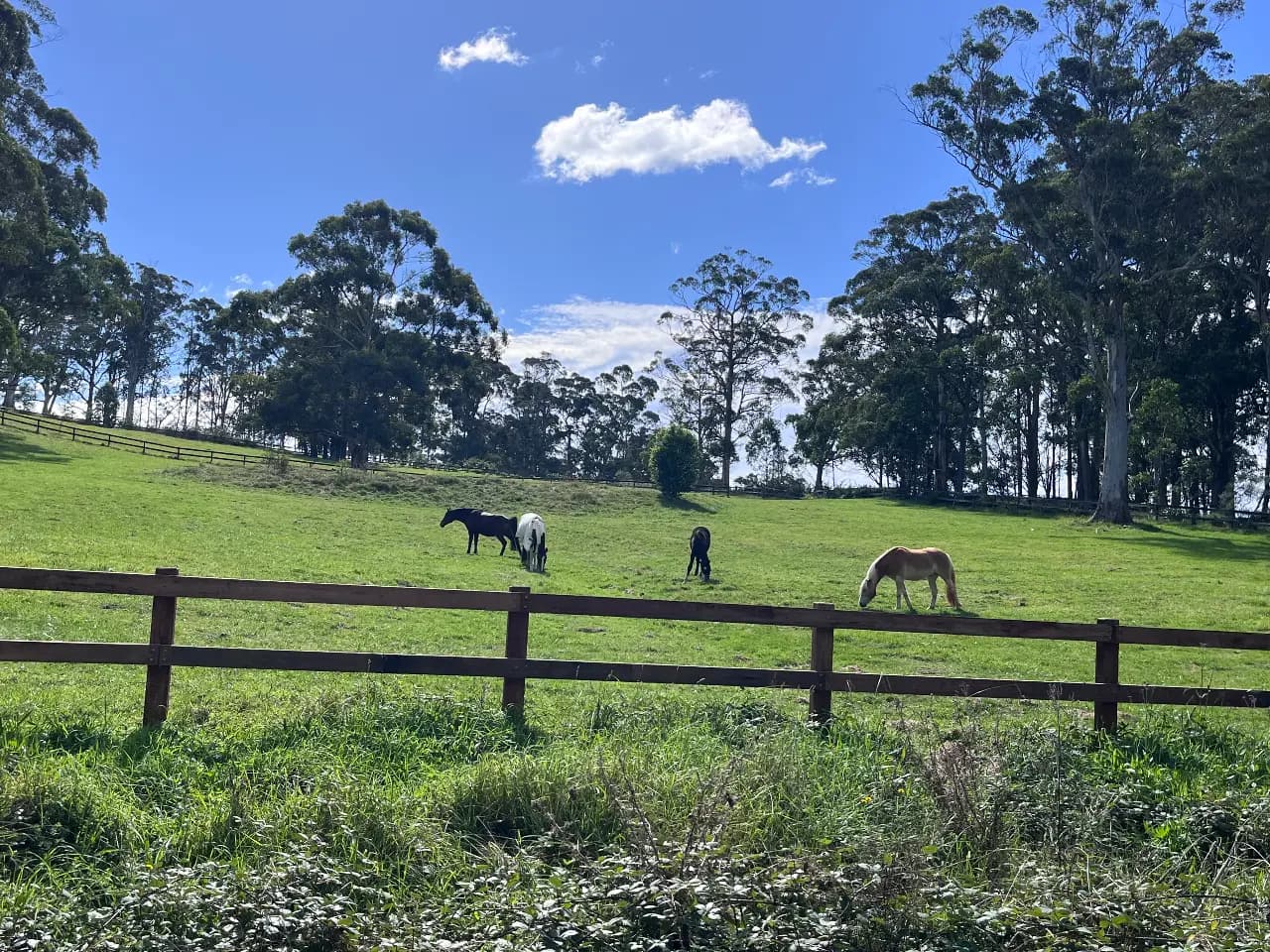 Photo of Yarrawa Park Agistment