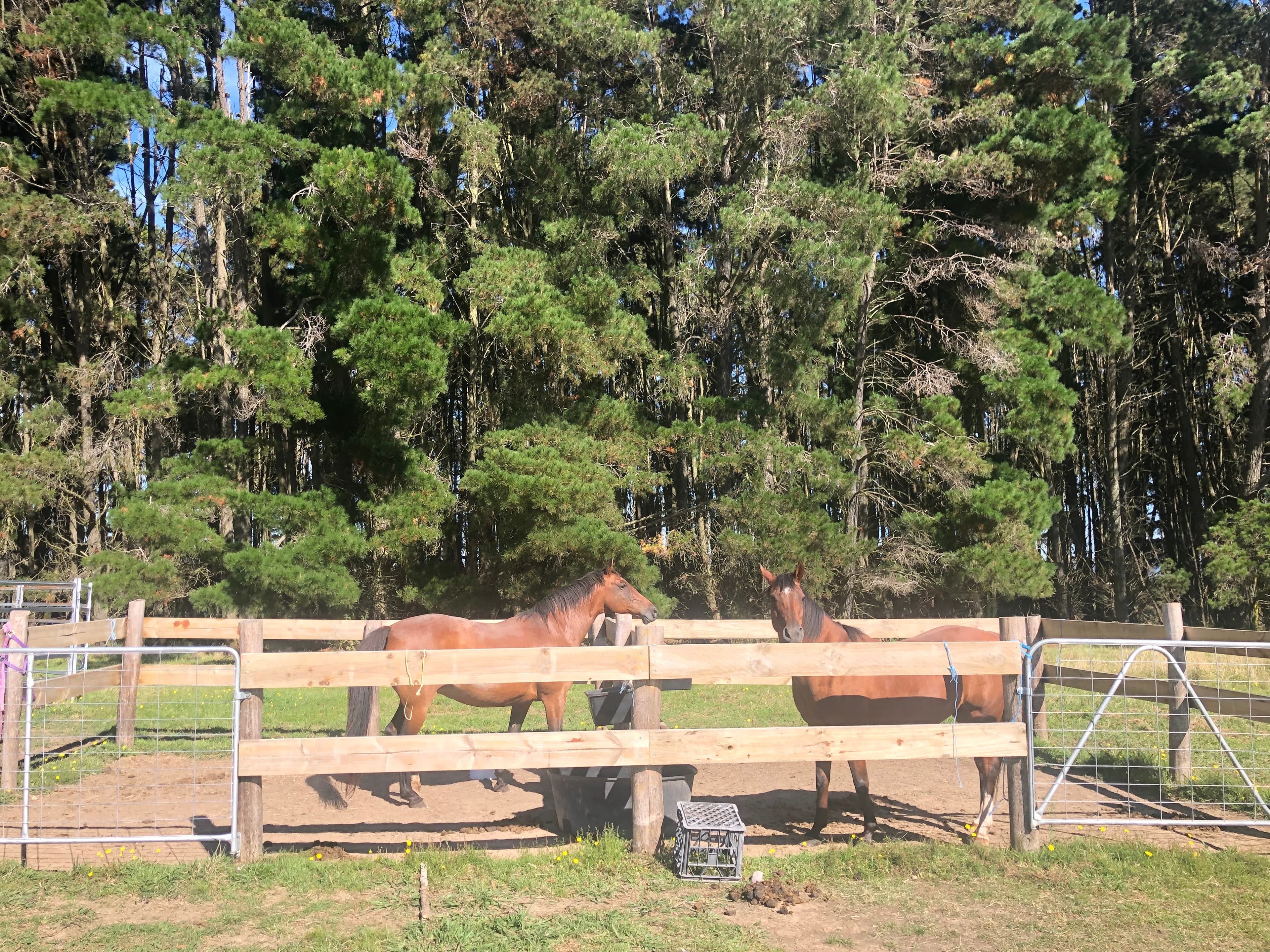 Thumbnail 4 of Pineview Equestrian