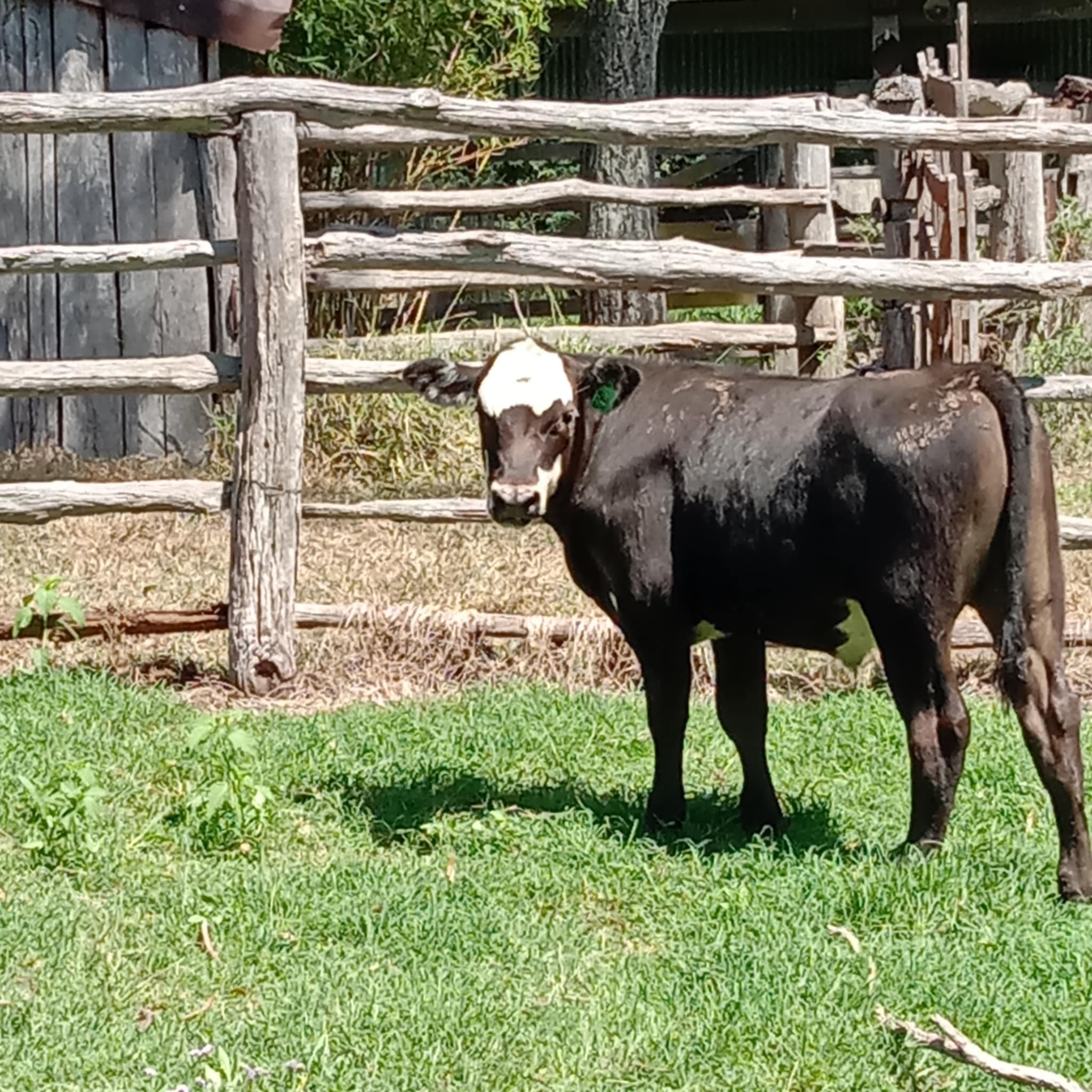 Thumbnail 3 of Kewarra Cattle Agistment