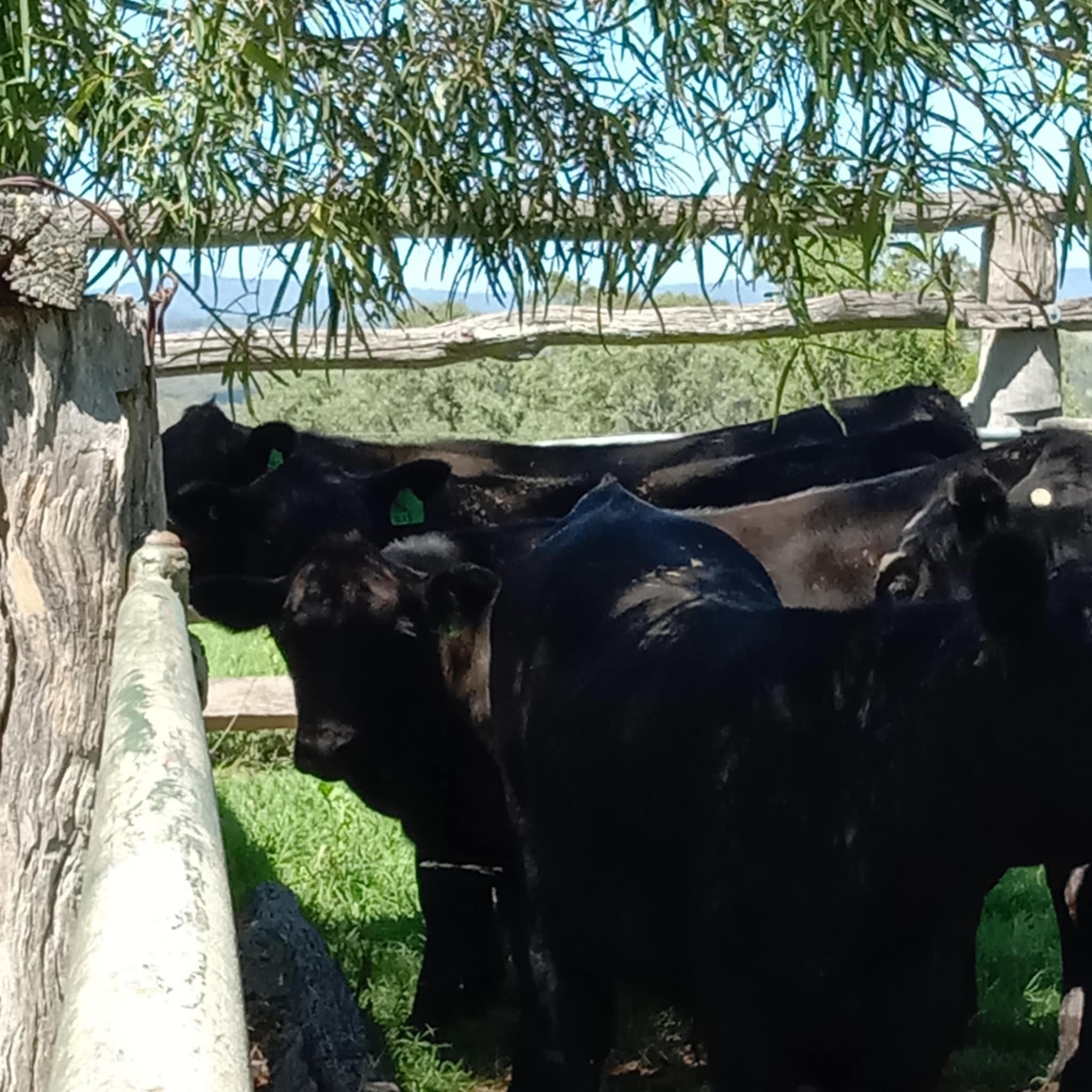 Photo of Kewarra Cattle Agistment