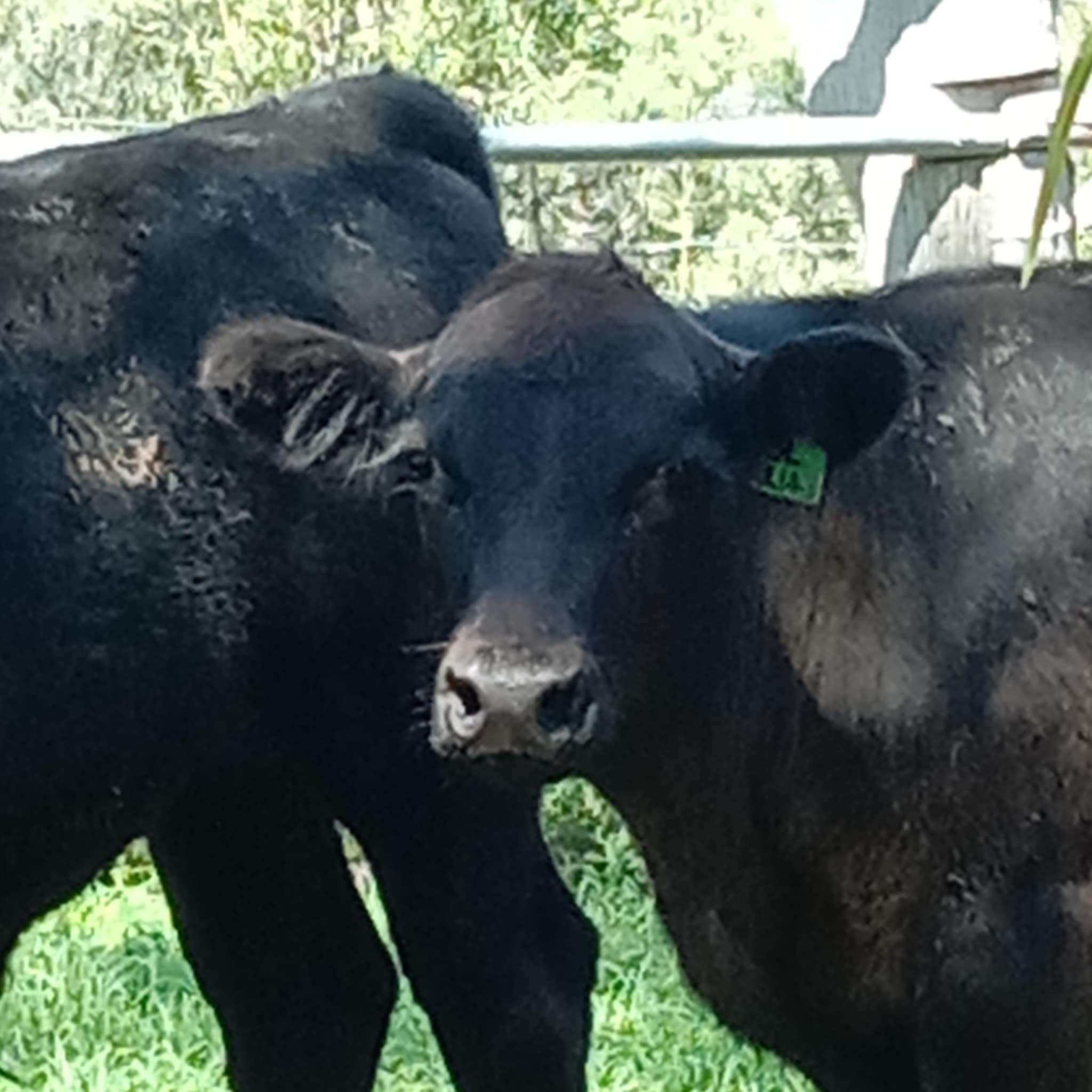Thumbnail 2 of Kewarra Cattle Agistment