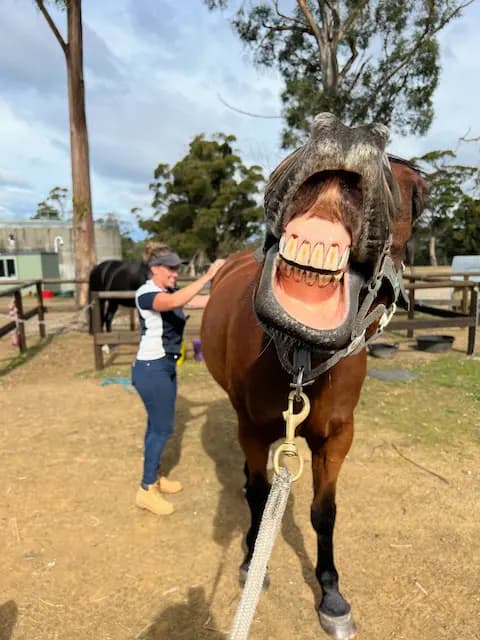 Thumbnail 2 of Pringle Park Equestrian Centre