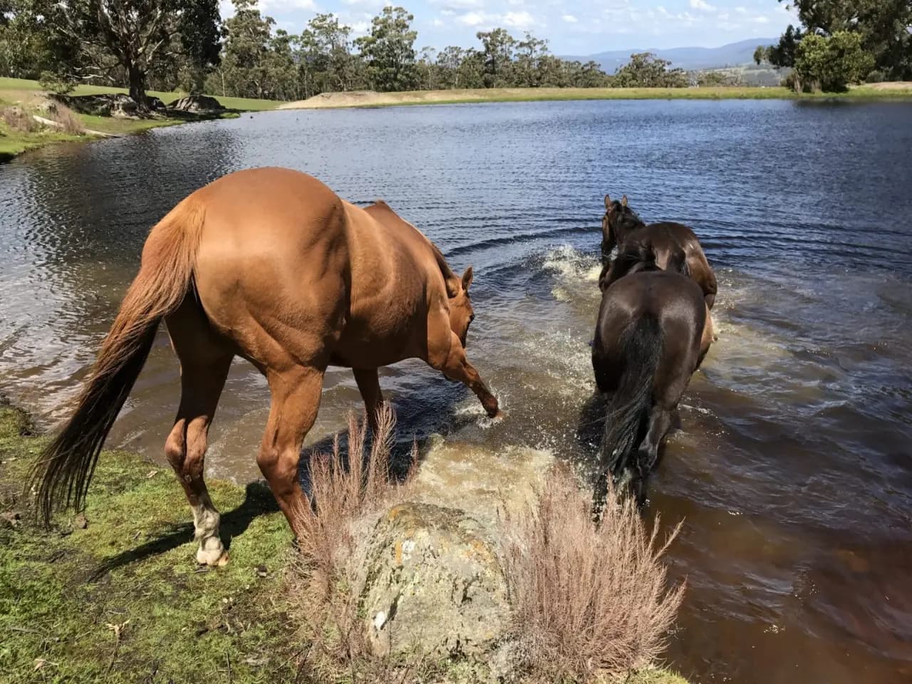 Photo of Pringle Park Equestrian Centre