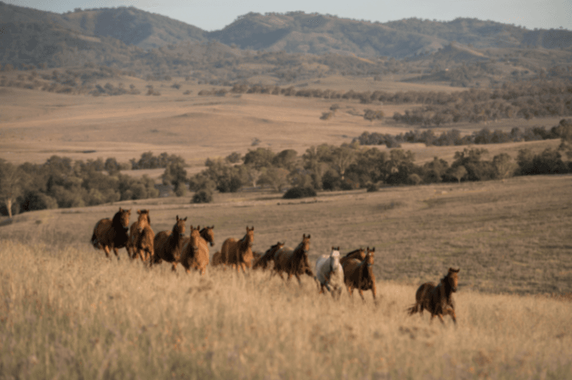 Photo of Timor horse Agistment