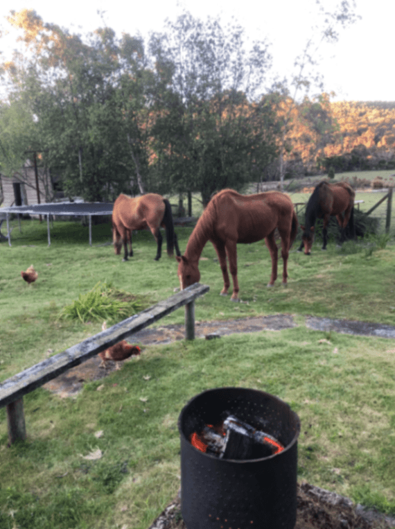 Photo of Tippogoree Gardens House and Horse Stay