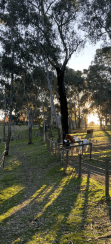 Photo of Eltham horse agistment