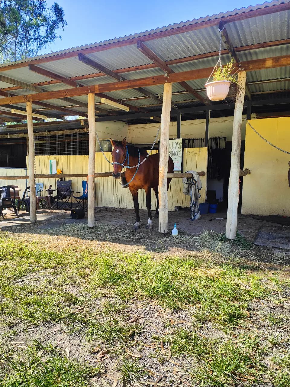 Thumbnail 2 of Lollys Landing Horse riding and Agistment