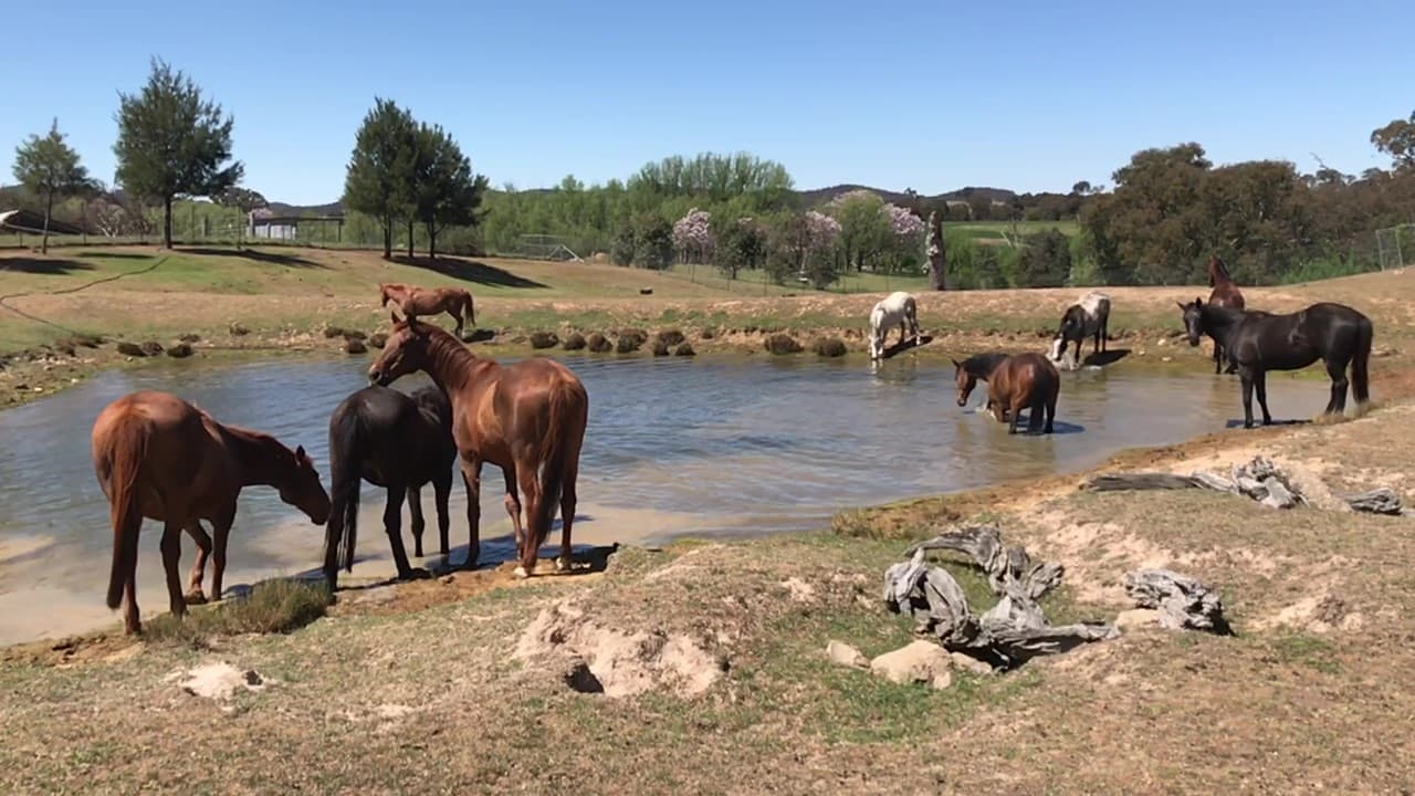 Thumbnail 5 of Yass Valley Riding School