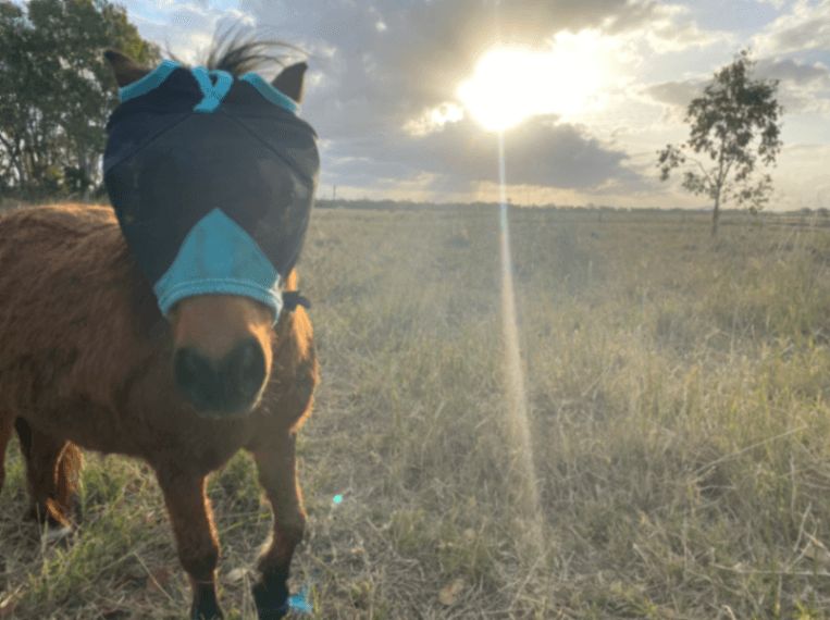 Thumbnail 2 of Malouba Equine