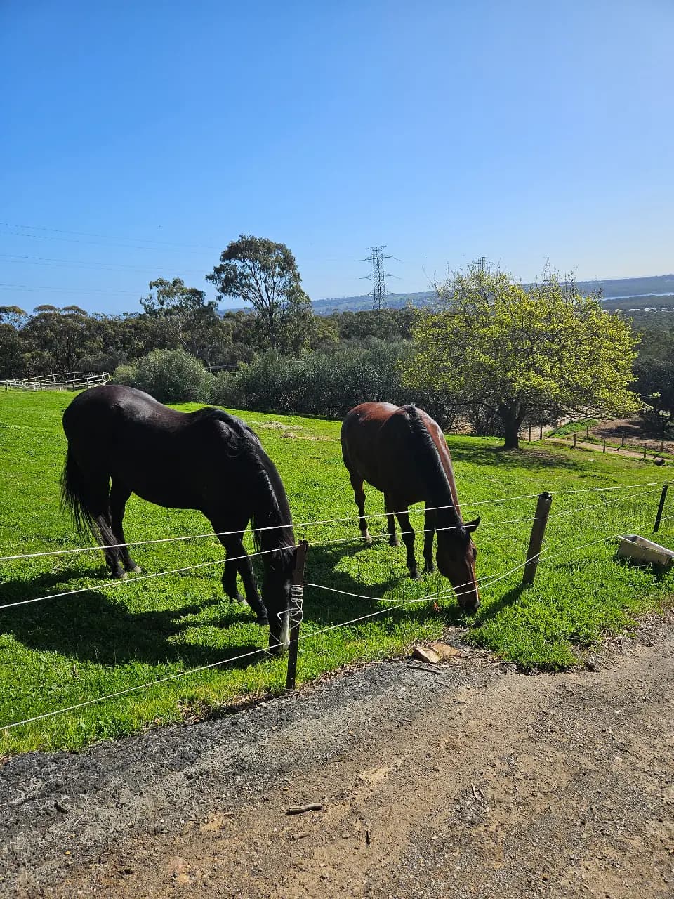 Photo of Malvern Park Horse Agistment