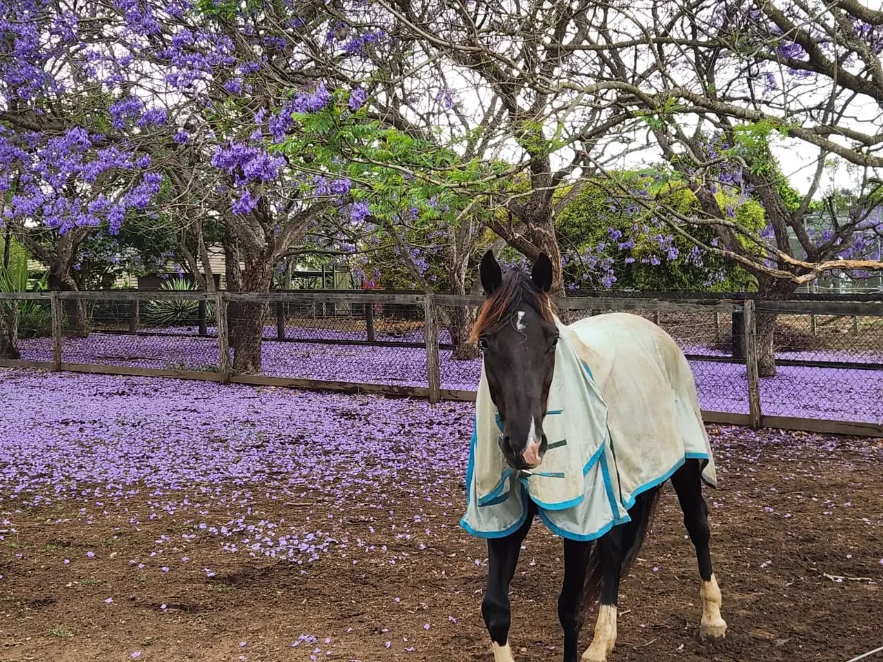Thumbnail 4 of Harbak Horse Haven