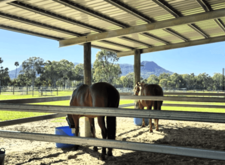 Thumbnail 2 of Hillsborough Horses
