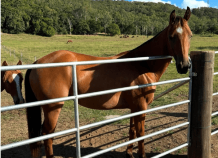 Thumbnail 4 of Hillsborough Horses