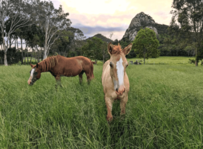 Photo of Hillsborough Horses