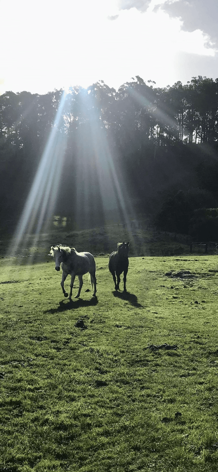 Thumbnail 6 of Paisley Park Horse Agistment