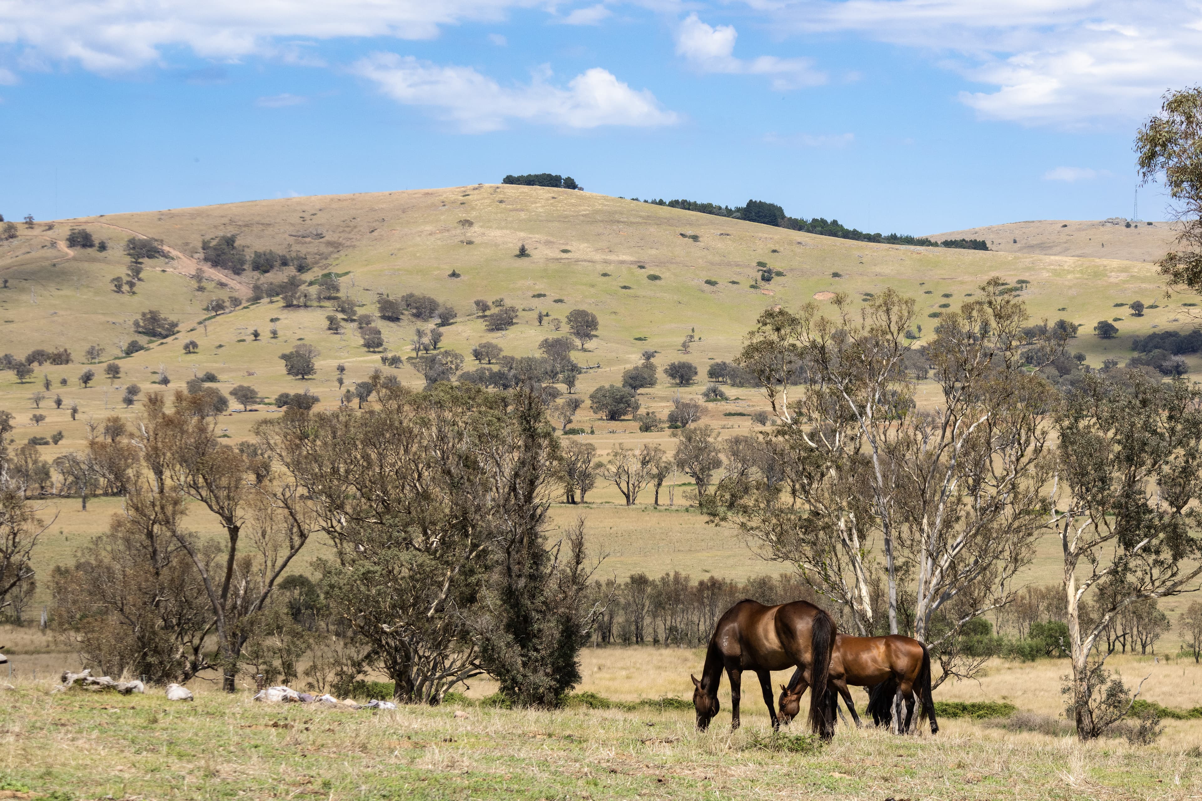 Thumbnail 6 of Black Range Equestrian