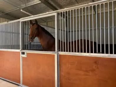 Thumbnail 2 of Big Fig Stables
