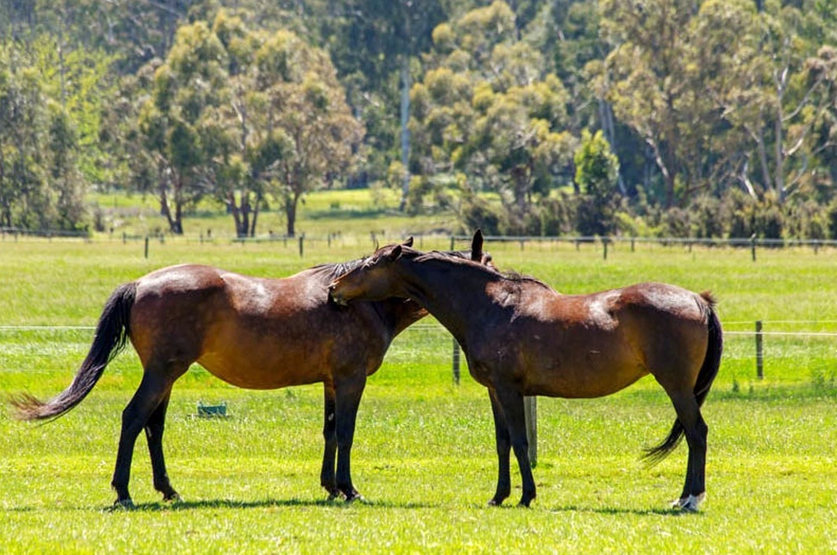 Photo of Warramate Park Equestrian Centre